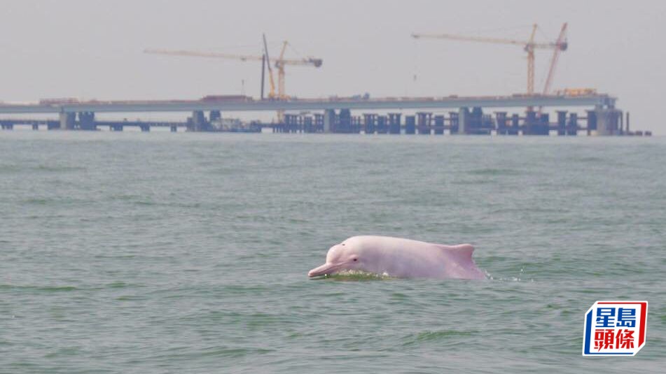 每日雜誌｜發展巨浪或衝擊棲息地  宏觀海洋規劃為白海豚續命  大澳擬設錨泊區龍鼓灘填海  環團籲完善環評降影響