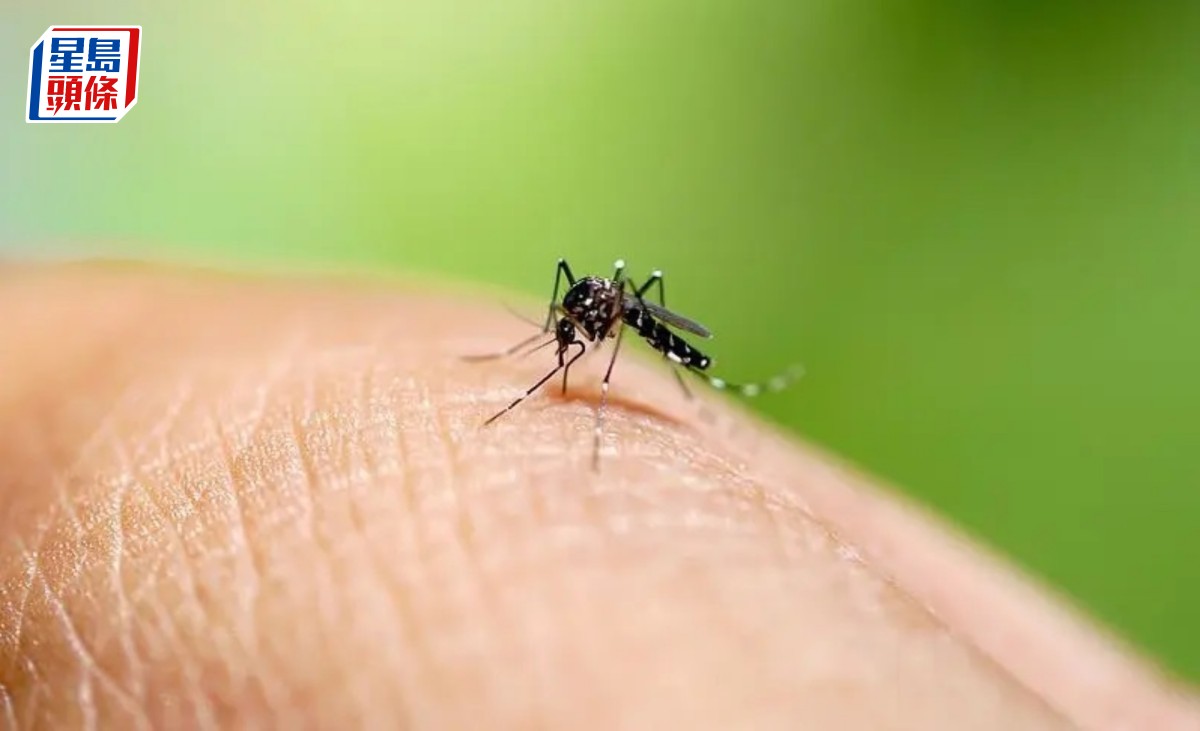 登革熱︱衞生防護中心：未來本地傳播風險屬「中等」 爆發風險不可忽視
