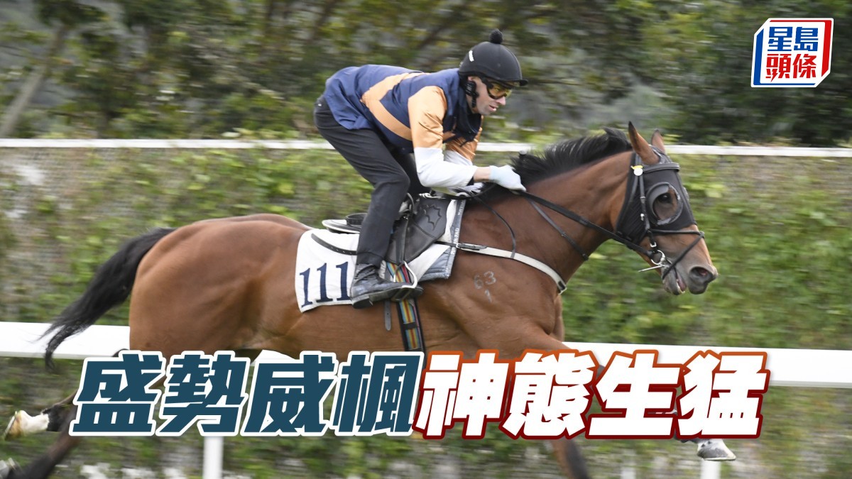 內圈捕影│「盛勢威楓」神態生猛