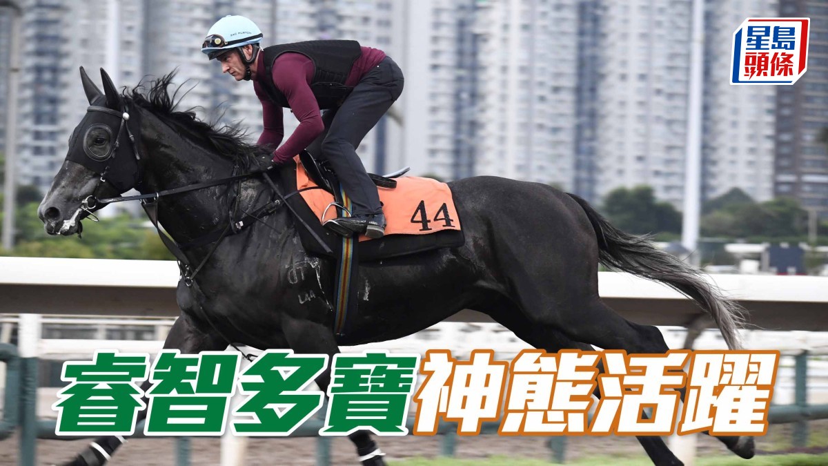 晨光追擊│ 「睿智多寶」神態活躍