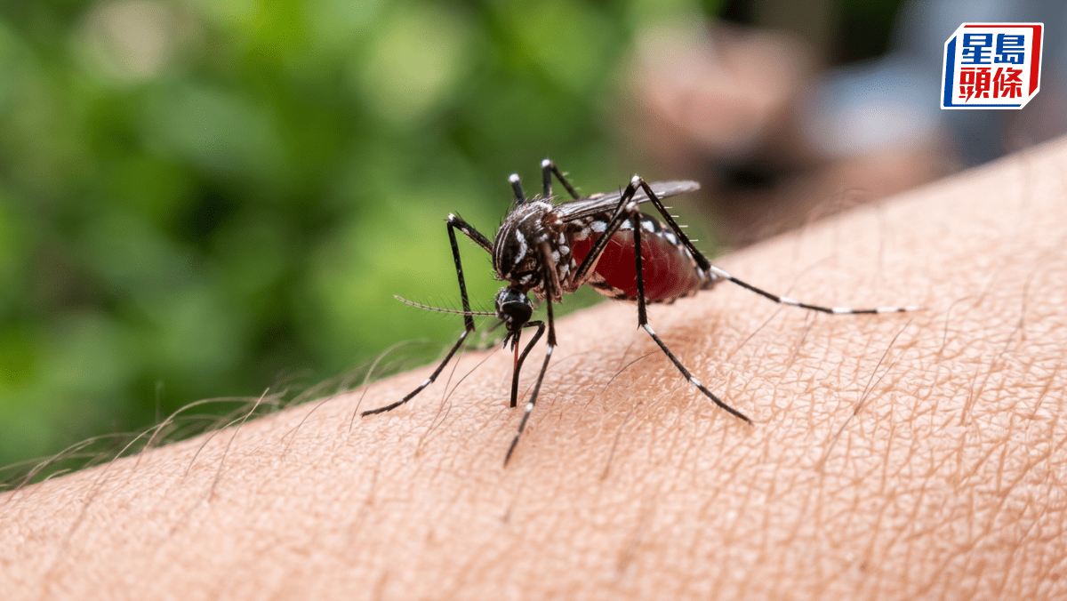 登革熱︱食環署「以蚊治蚊」 擬最快年底引進「絕育雄蚊」 交配產卵下一代無法發育