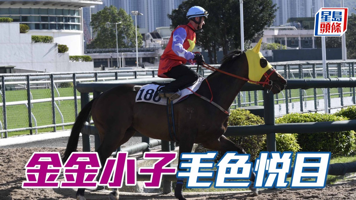 內圈捕影│ 「金金小子」毛色悅目