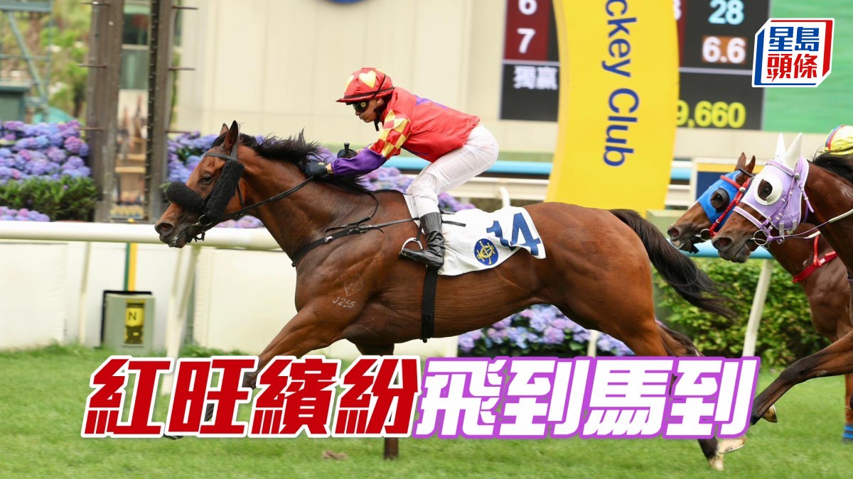 馬場密探048｜「紅旺繽紛」飛到馬到