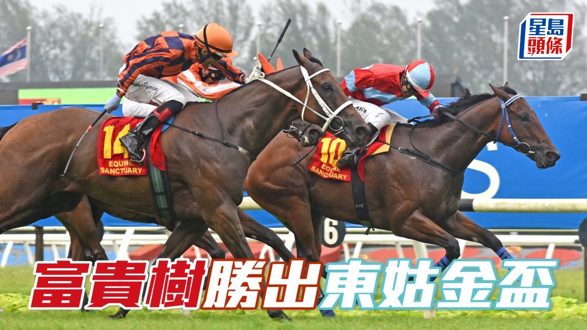 馬場浮世繪｜「富貴樹」勝出東姑金盃