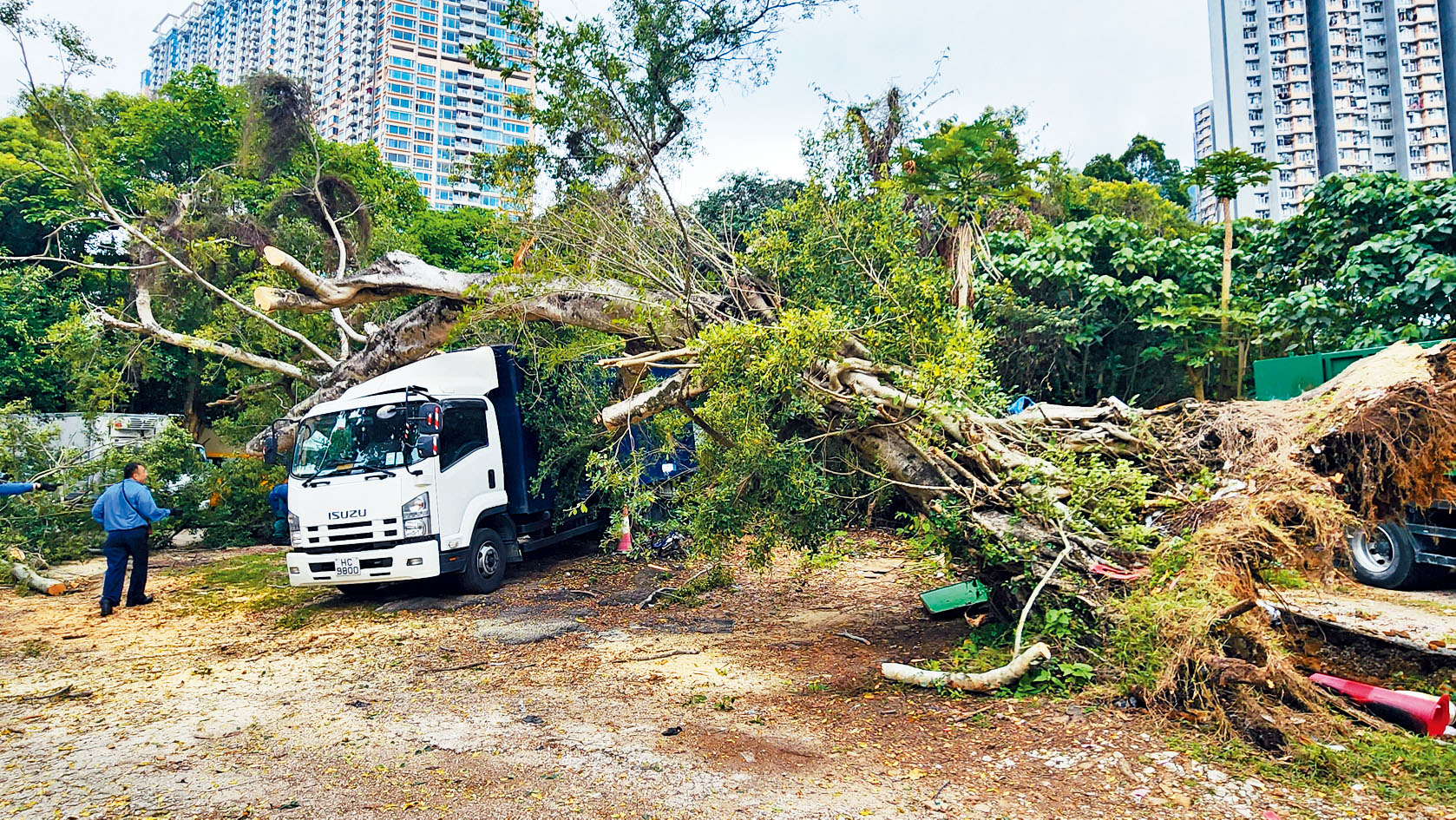 馬鞍山老榕樹倒塌 壓毀3車