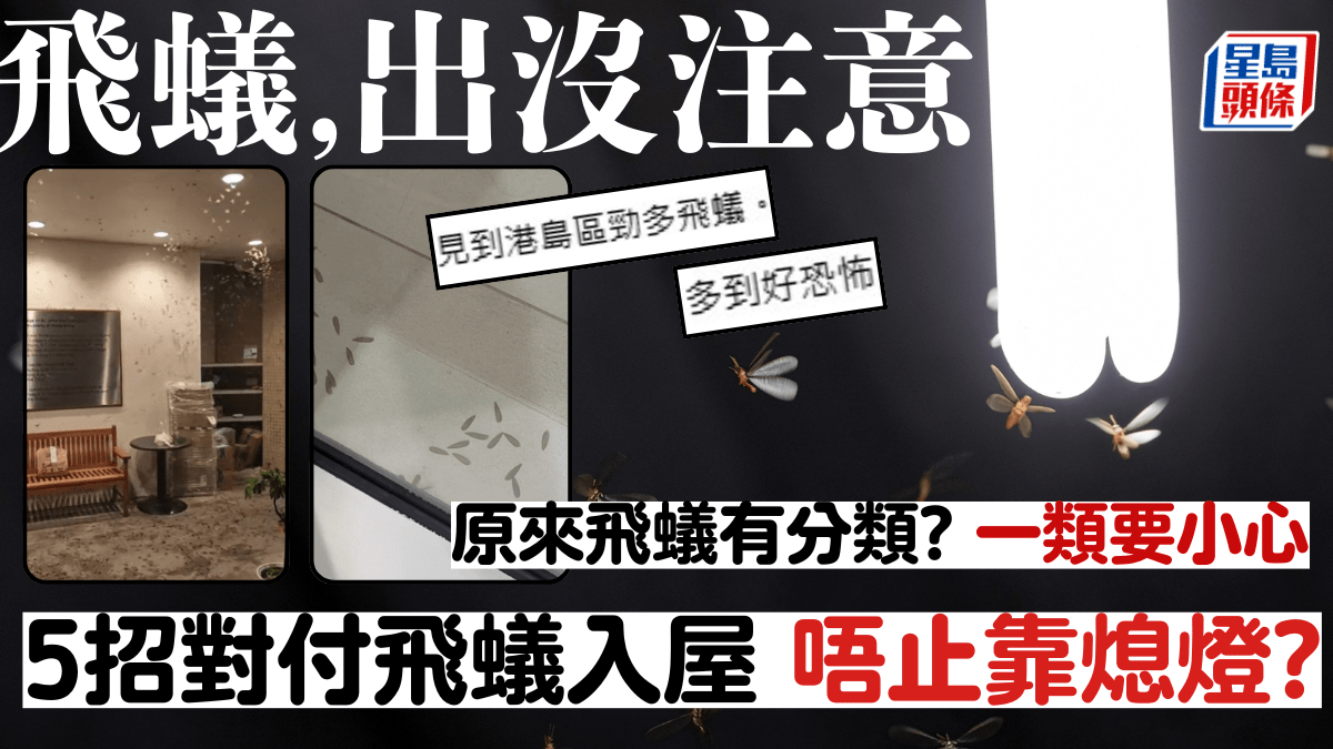 飛蟻出現！5招對付飛蟻入屋 唔止靠關燈！專家提醒：變白蟻隨時咬爛傢俬