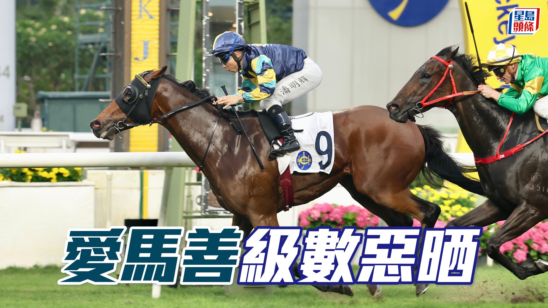 祖馬龍心水│「愛馬善」級數惡晒