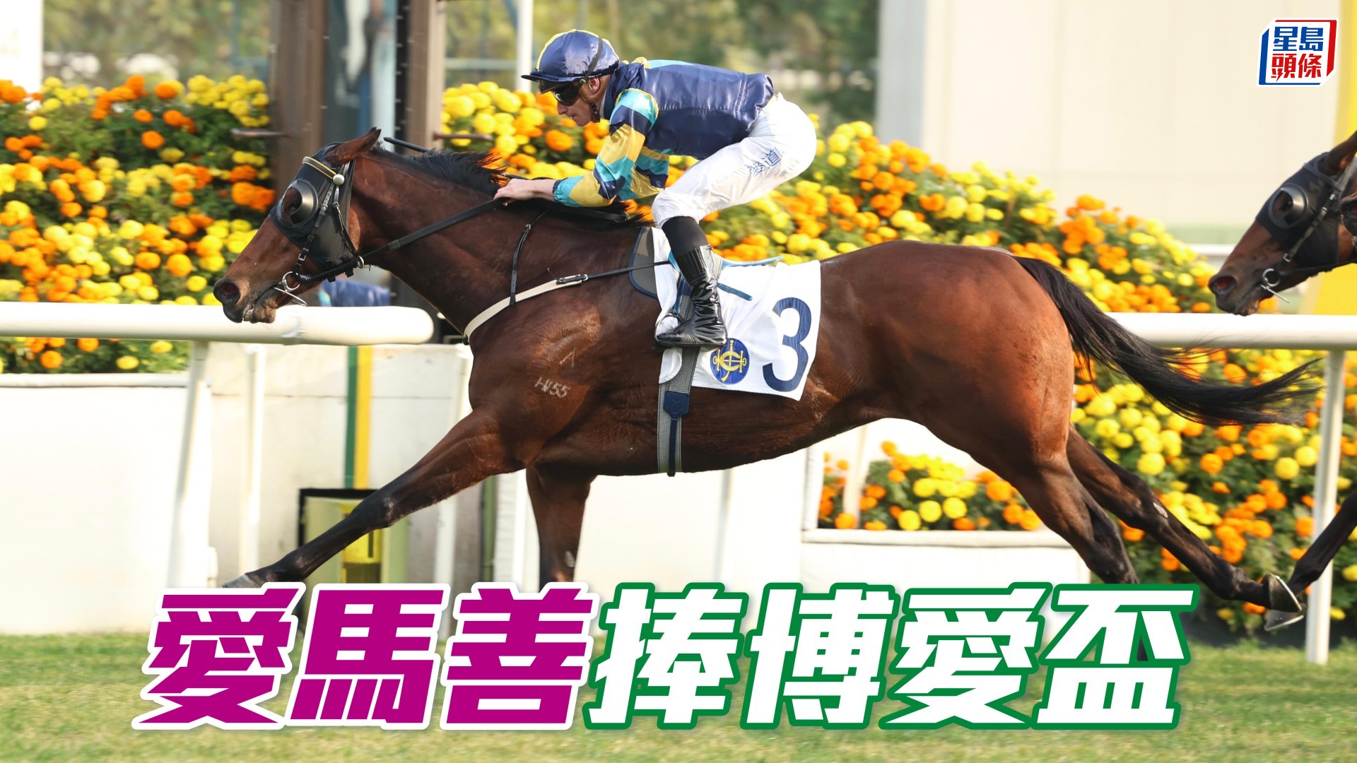 馬場密探048｜「愛馬善」捧博愛盃