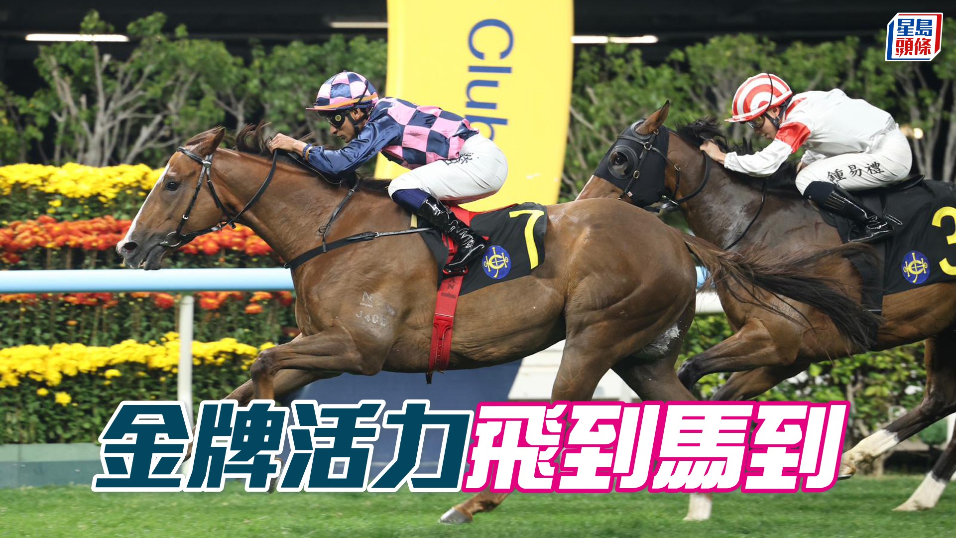 馬場密探048|「金牌活力」飛到馬到
