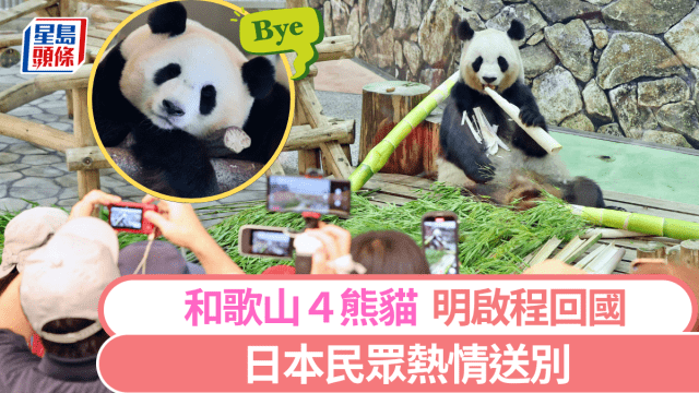 粟田尚子　祥瑞四君子大熊猫盃 IMG_7350.png