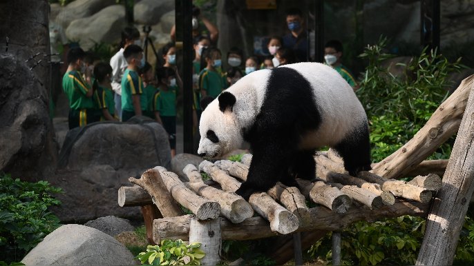 立法會議員陳勇表示，對中央贈予大熊貓越來越有信心，希望能在國慶前成事。資料圖片