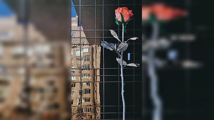 必睇！
亞洲最高玫瑰
《Rose II》