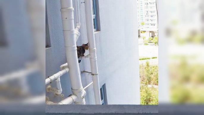 ■貓貓爬到大廈外牆橫樑、冷氣槽等危險位置。

