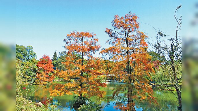 ■據「紅葉情報」，目前北區公園、青衣公園嘅紅葉開得最盛。
