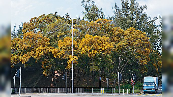 ■「台灣相思」樹金黃花海成打卡景點。
