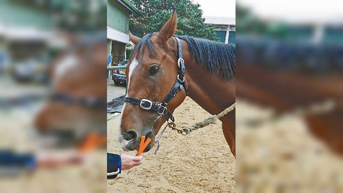 ■馬會不會容許馬主隨便餵飼馬匹不同食物。