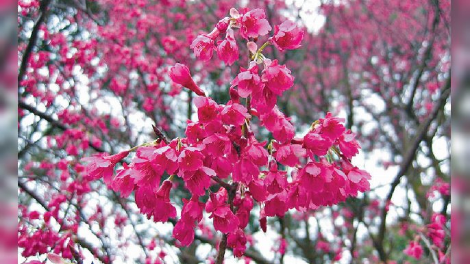 ■大埔嘉道理農場暨植物園裏面，種植滿滿嘅鐘花櫻花。
