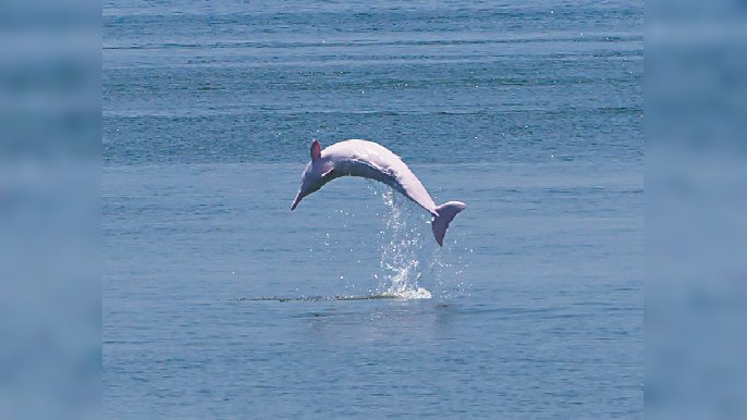 ■中華白海豚在港出沒，仲有海豚BB現身。海豚哥哥拍攝
