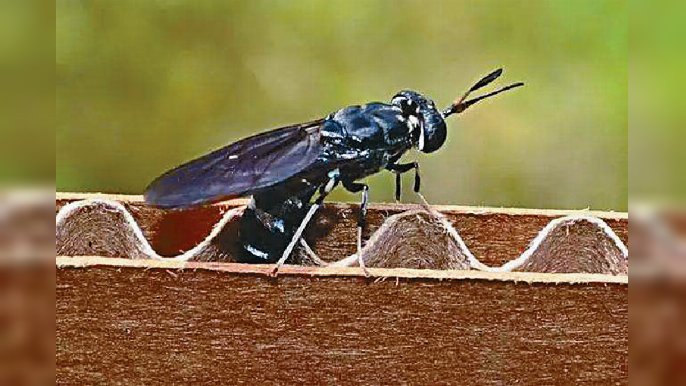 ■亮斑扁角水虻又名黑水虻（Black Soldier Fly），死亡後的蟲身可製成粉末，可作魚糧回到自然環境，形成綠色循環經濟。