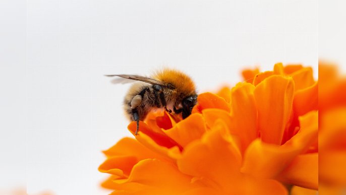 在花叢漫天飛舞傳粉的小蜜蜂，是地球生態平衡的守護者。