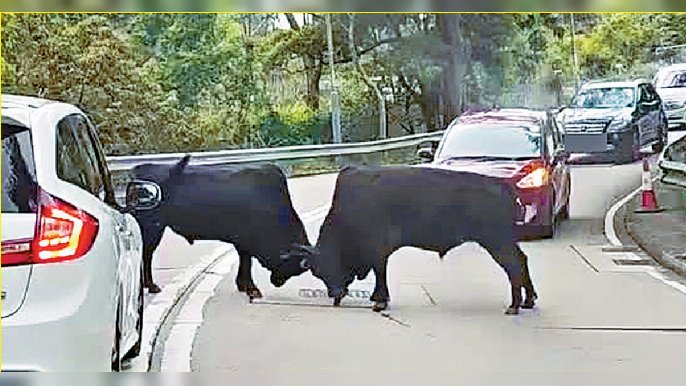 ■網傳短片可見兩頭大黑牛在馬路上演「MMA」。
