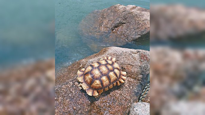 ■巨型盾臂龜疑被遺棄東涌海邊長廊嘅防波堤上。
