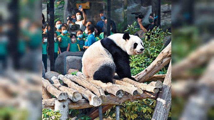■唔單止世界旅客，Kelly都好鍾意睇大熊貓！
