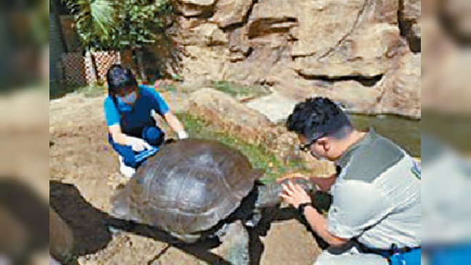 ■大象龜被動物護理員照顧。
