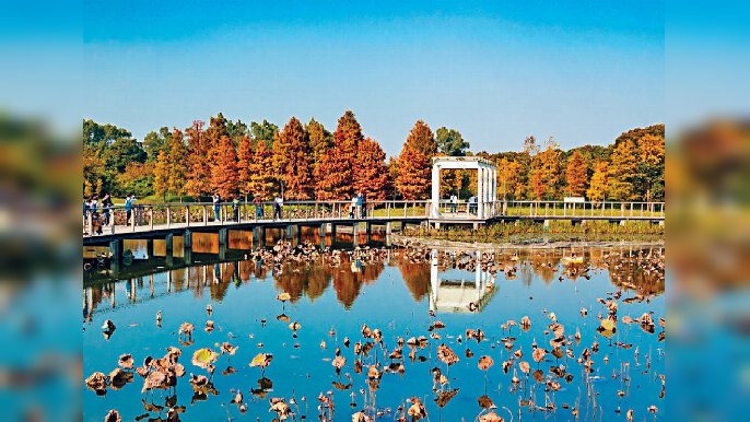 ■天水圍濕地公園秋色滿溢，「演替之路」水上木板步道上，佈滿一片片紅色波瀾。
